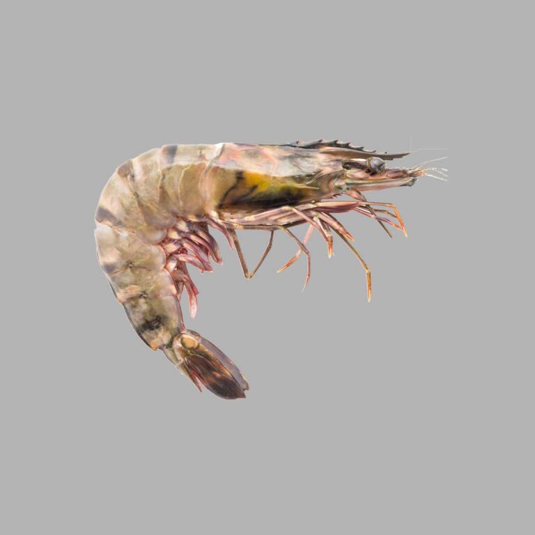 product_04-ecad-shrimp